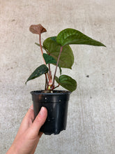 Load image into Gallery viewer, Anthurium Luxurians x Radicans 4&quot;