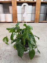 Load image into Gallery viewer, Epipremnum pinnatum Albo 6" Hanging Basket