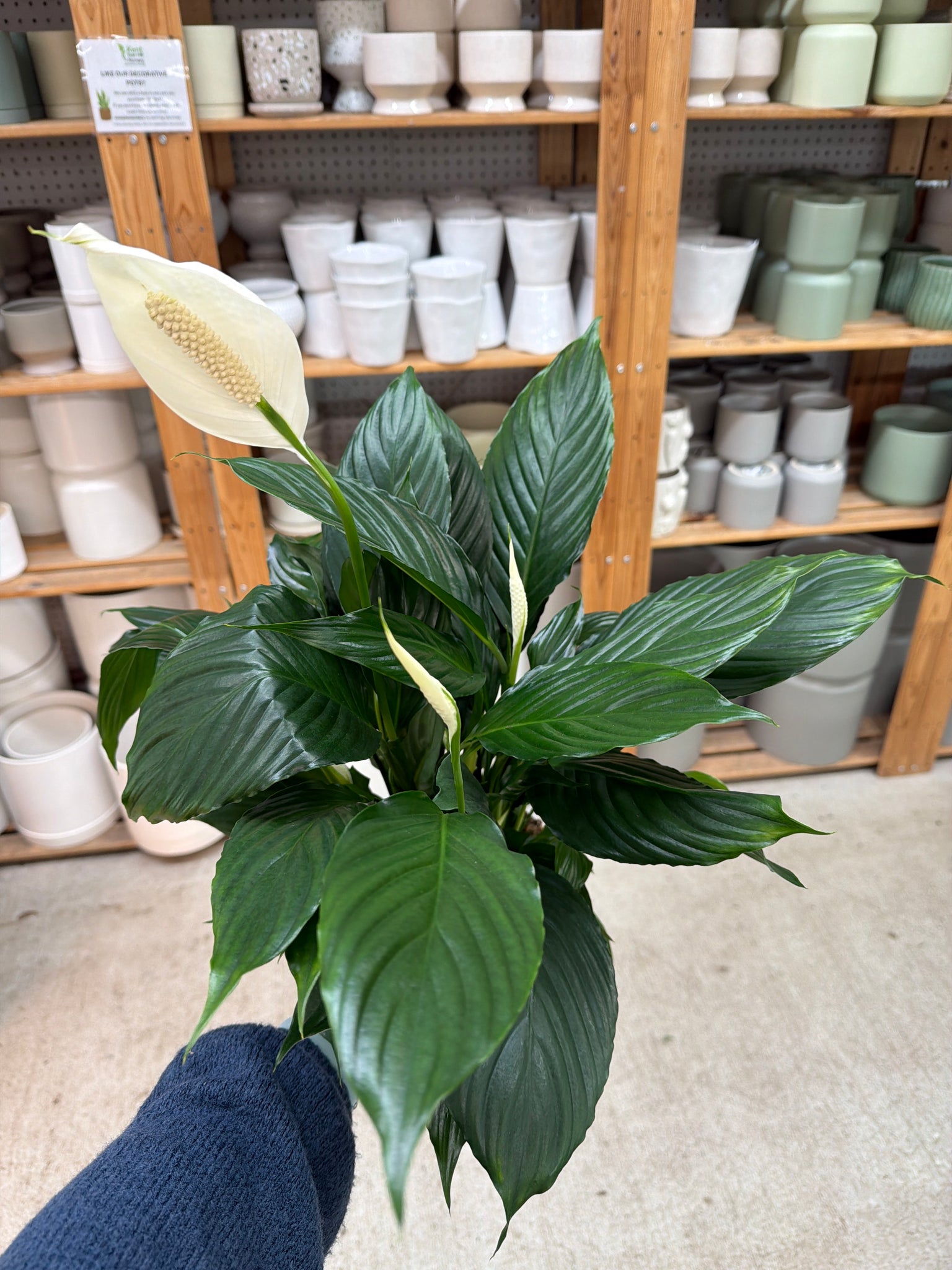 peace lily nursery Spathiphyllum Sp. 6"
