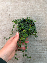 Load image into Gallery viewer, Ficus Quercifolia 4" - String of Frogs