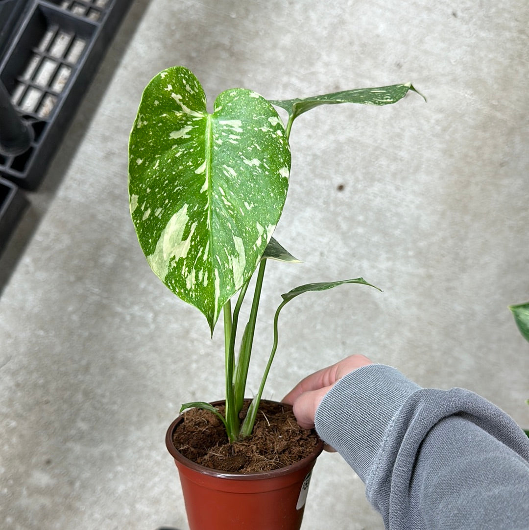 monstera plant starter Monstera Thai Constellation Starter Plant 4"