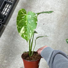Load image into Gallery viewer, Monstera Thai Constellation Starter Plant 4&quot;
