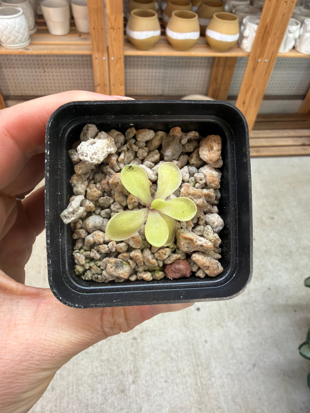 Pinguicula Riva 2