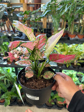 Load image into Gallery viewer, Aglaonema Very Red 6&quot; - Chinese Evergreen