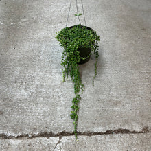 Load image into Gallery viewer, Senecio rowleyanus 6&quot; HB - String of Pearls