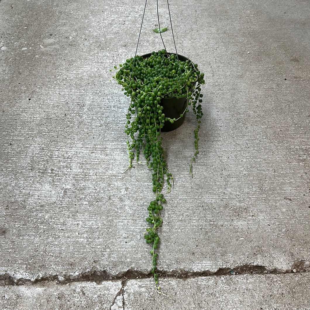 Senecio rowleyanus 6