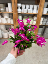 Load image into Gallery viewer, Schlumbergera sp. 6" - Holiday Cactus