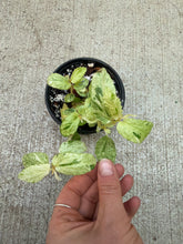Load image into Gallery viewer, Begonia peppermint 4"