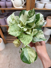 Load image into Gallery viewer, Epipremnum aureum manjula compacta 6" - Pothos