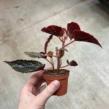 Load image into Gallery viewer, Begonia Maculata Pink Spot 2&quot;