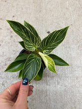 Load image into Gallery viewer, Philodendron Birkin 4"