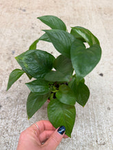 Load image into Gallery viewer, Epipremnum Jade 4" - Jade Pothos