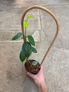 Hoya gigas 4
