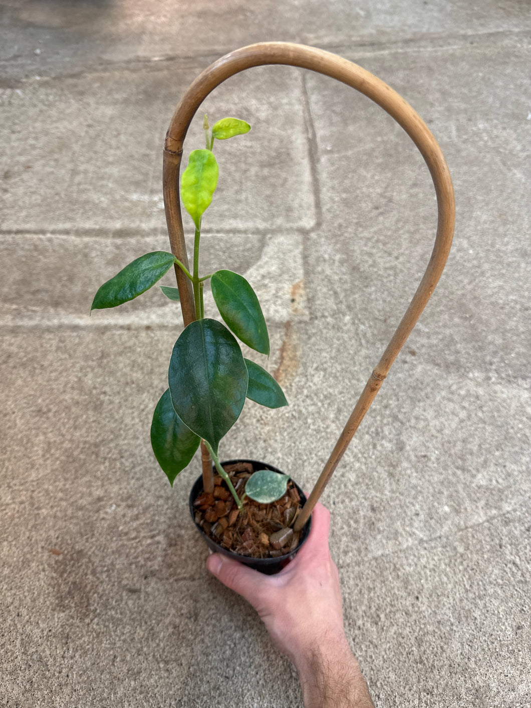 Hoya gigas 4