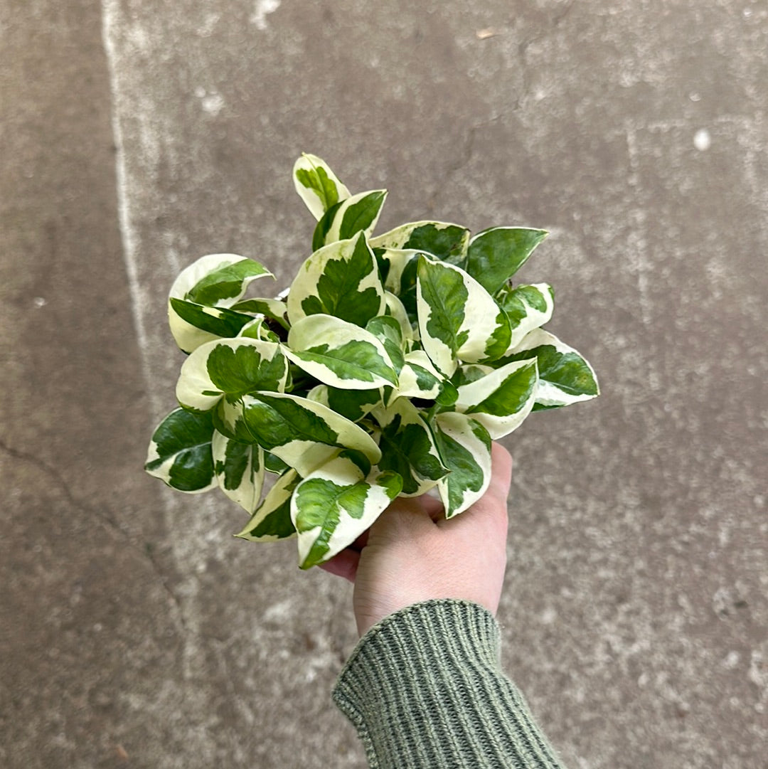 njoy pothos for sale Epipremnum aureum Njoy 4"