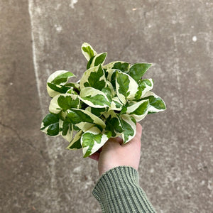 buy pothos Epipremnum aureum Njoy 4"