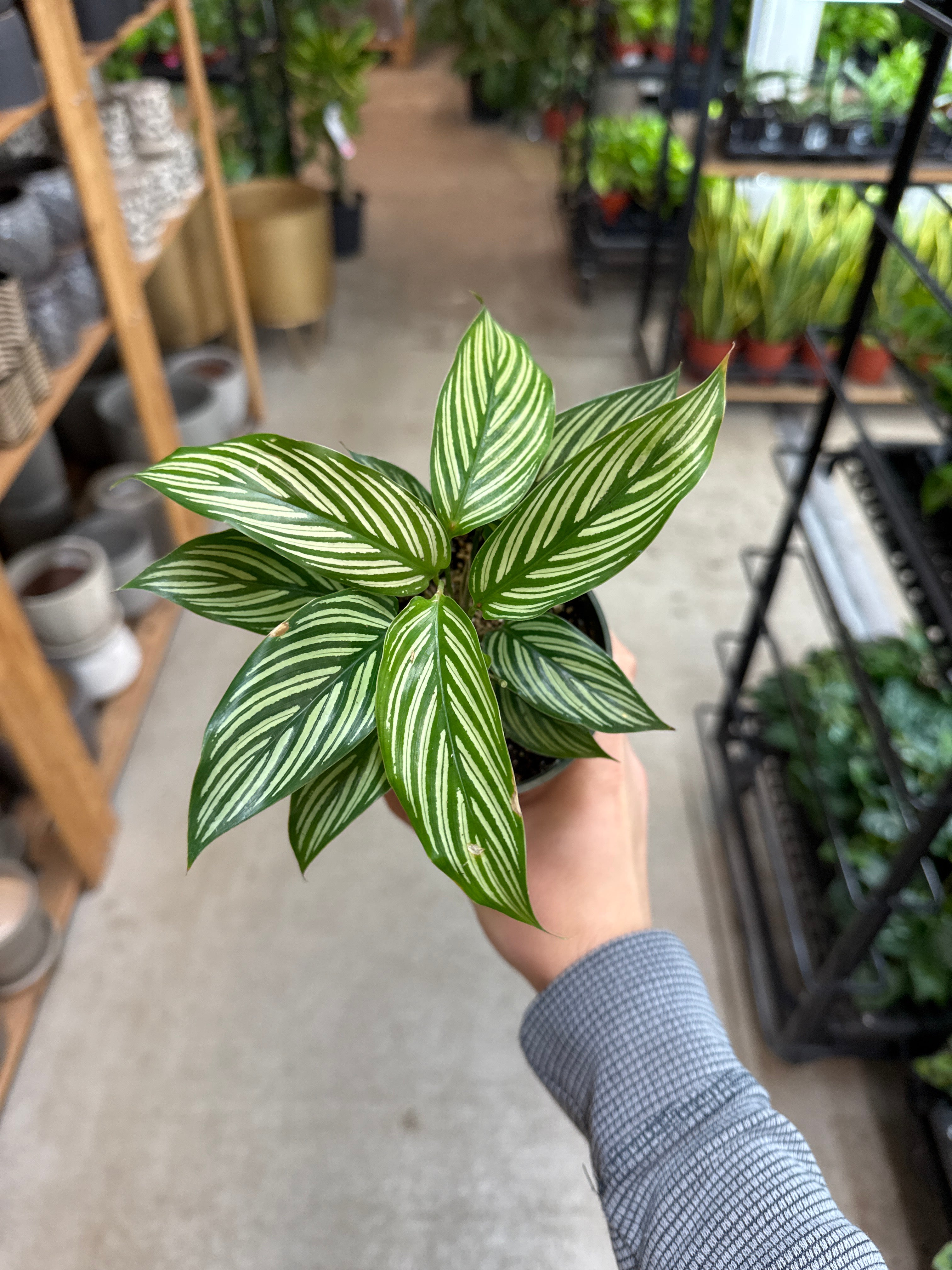 calathea vittata Calathea vittata 4