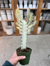 Load image into Gallery viewer, Euphorbia Lactea 'White Ghost' 4"