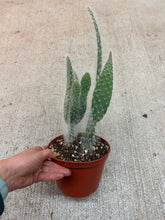 Load image into Gallery viewer, Opuntia sp. 6" - Prickly Pear Cactus