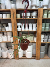 Load image into Gallery viewer, Hoya insularis 4" - Wax Plant