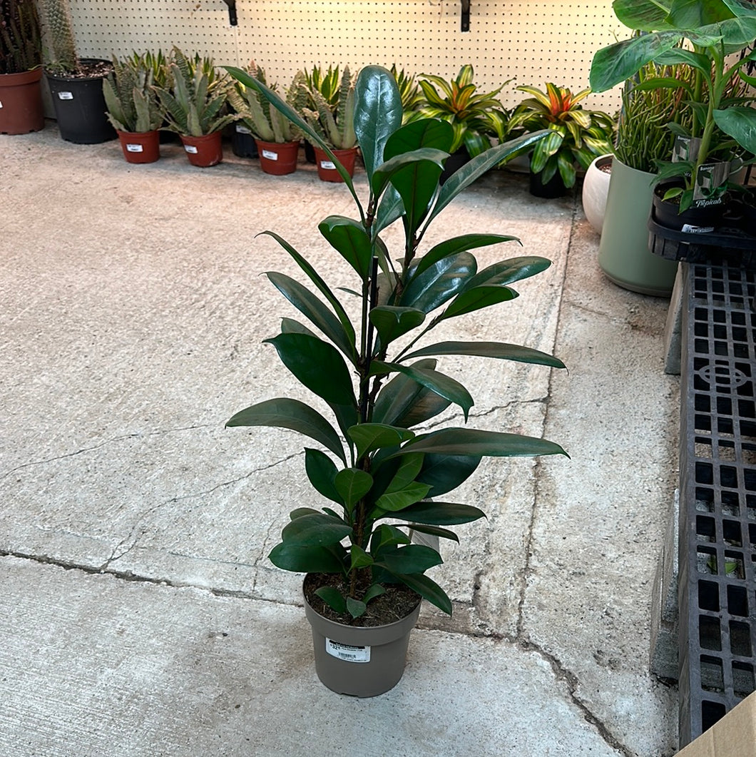 Ficus Chandelier 17CM
