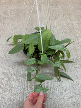Load image into Gallery viewer, Epipremnum pinnatum 'Cebu Blue' 6"  - Pothos Hanging Basket