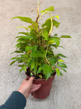 Load image into Gallery viewer, Philodenron Lemon Lime 8"
