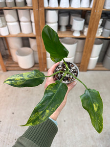 Philodendron domesticum variegata 2”