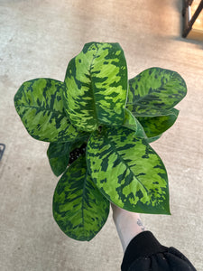 Homalomena camouflage 6"
