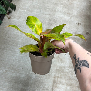 Philodendron Orange You Gorgeous 12CM - Orange Marmalade