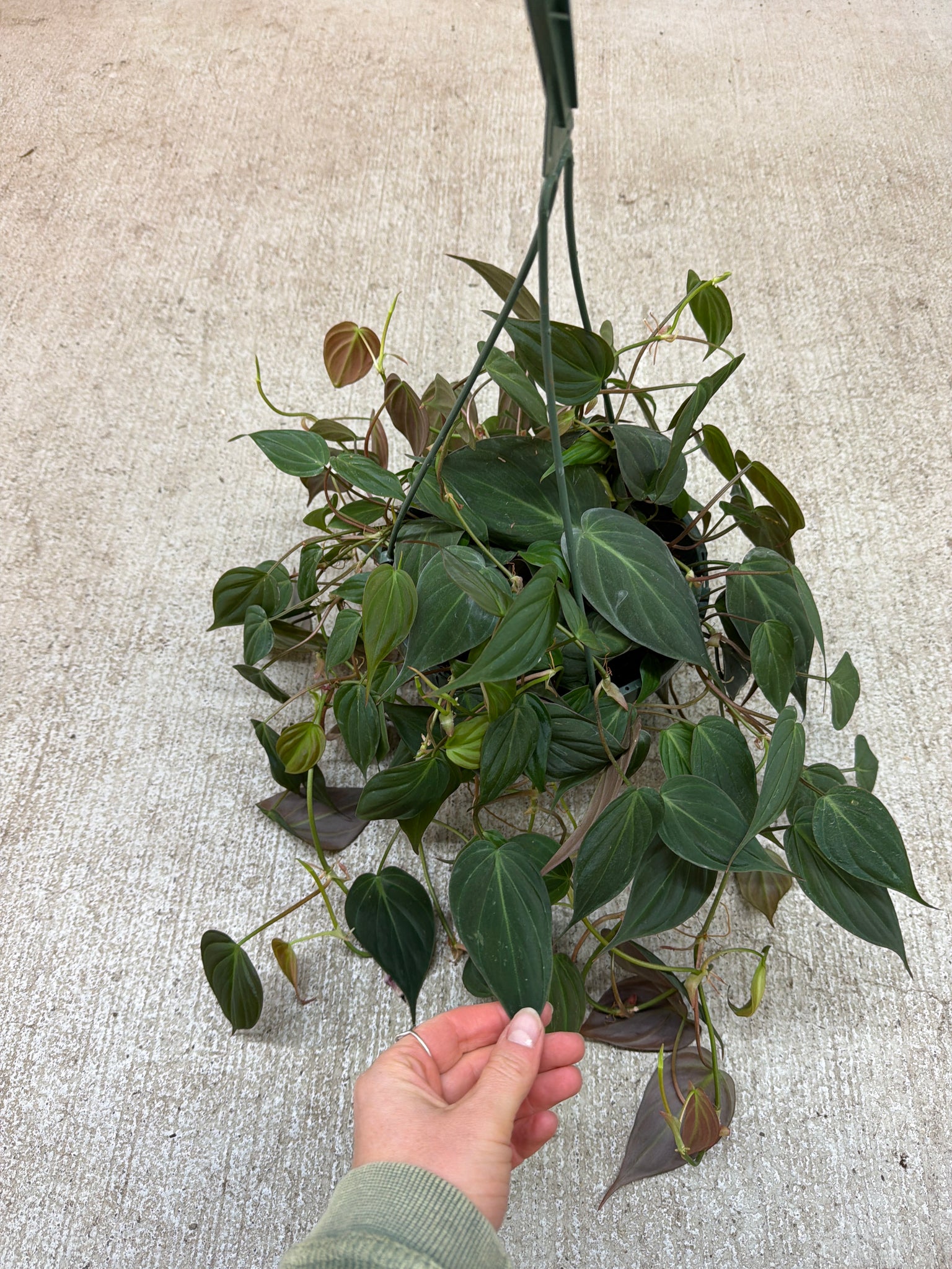 philodendron micans climbing Philodendron Micans 8" HB – Kent East Hill Nursery