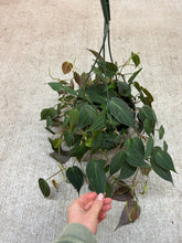 Load image into Gallery viewer, Philodendron Micans 8" HB