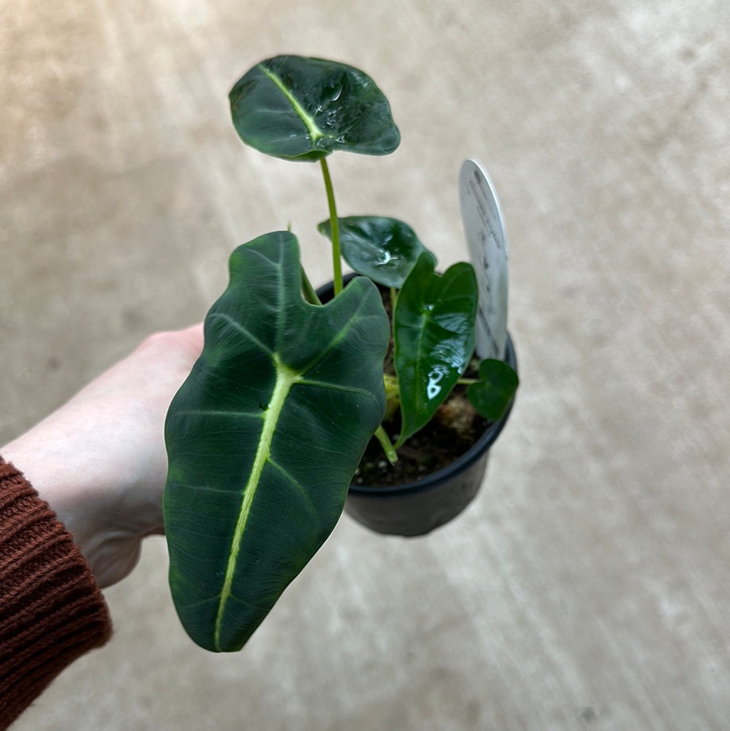 Alocasia Frydek 4