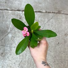 Load image into Gallery viewer, Euphorbia milii 3&quot; - Crown of Thorns