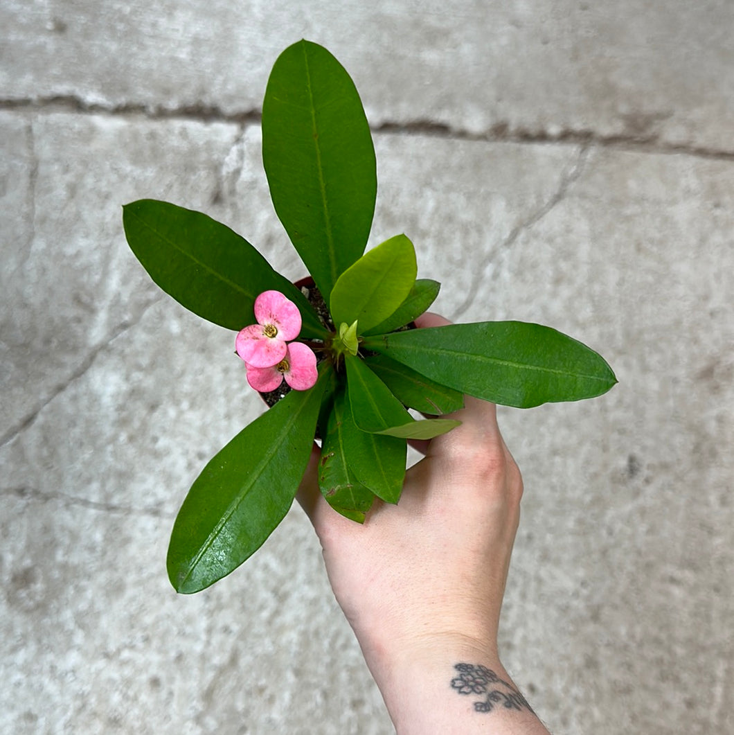Euphorbia milii 3
