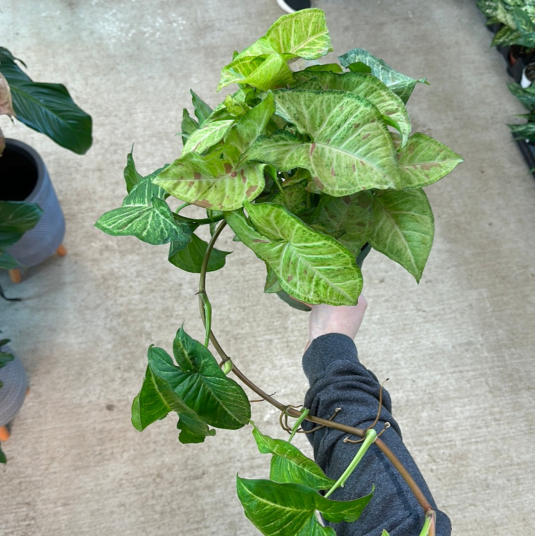 Syngonium Confetti 6