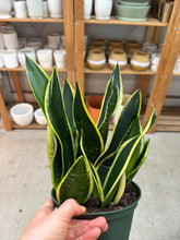Load image into Gallery viewer, Sansevieria Black Gold Superba 6" - Black Gold Snake Plant