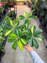 Load image into Gallery viewer, Schefflera Trinette 4&quot; - Umbrella Tree