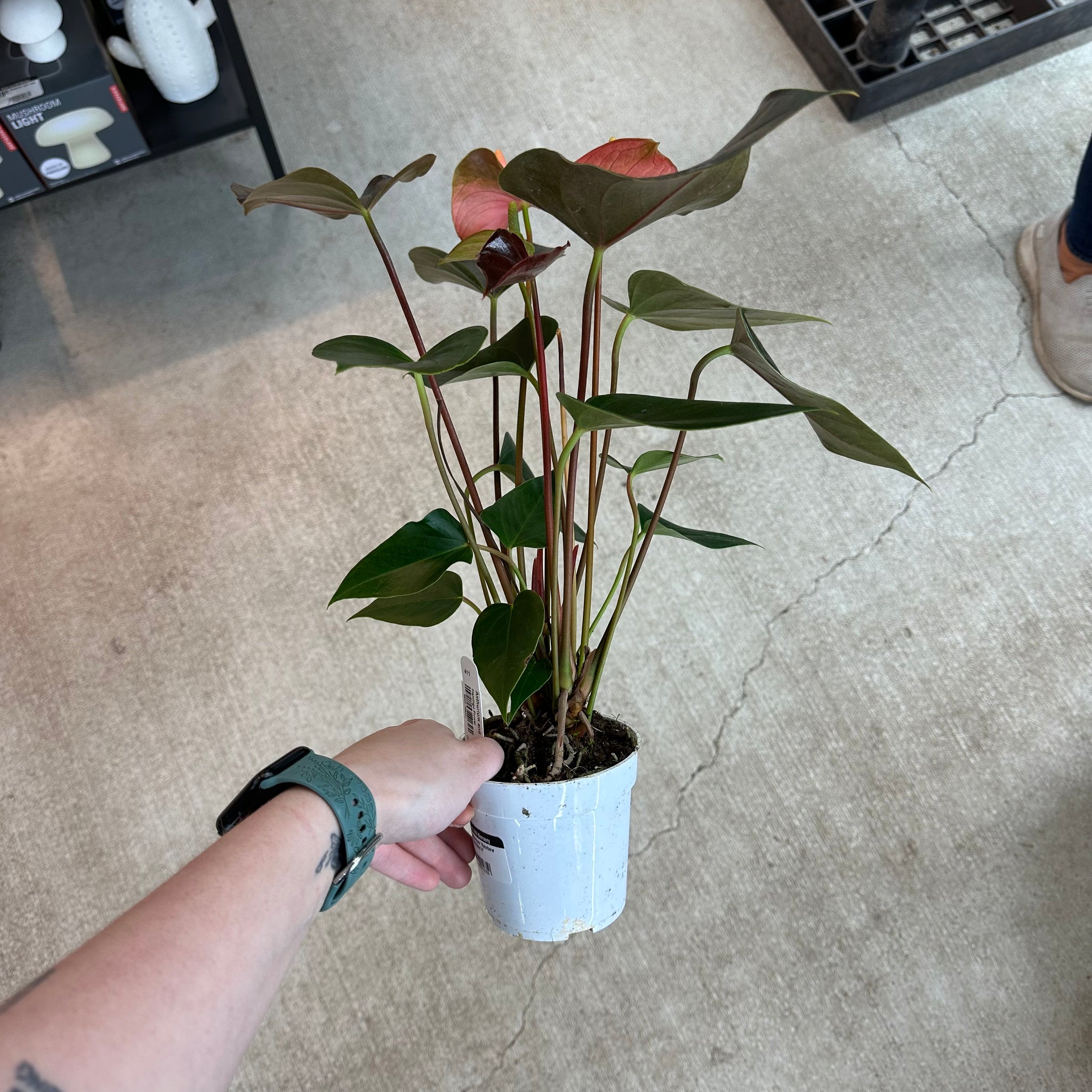 anthurium andr champion Anthurium 'Rainbow Champion' 4" – Kent East Hill Nursery