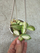 Load image into Gallery viewer, Hoya walliniana variegated 3"