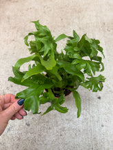 Load image into Gallery viewer, Microsorum Green Flame 6" - Dwarf Elkhorn Fern
