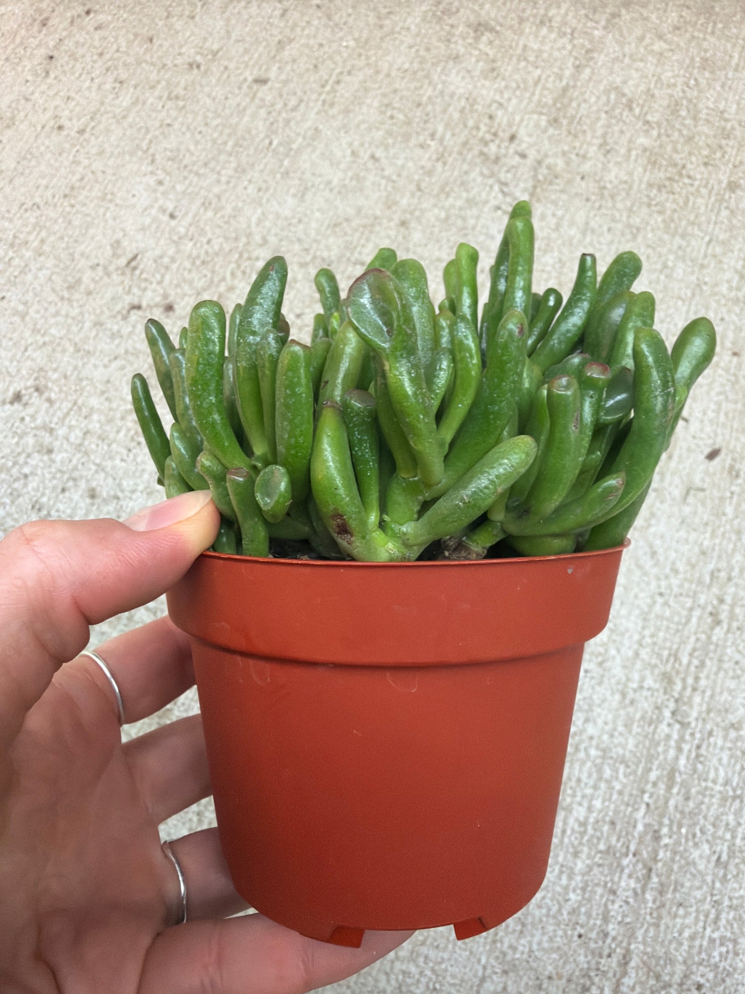 tubular jade plant Crassula ovata 'Gollum' 4"