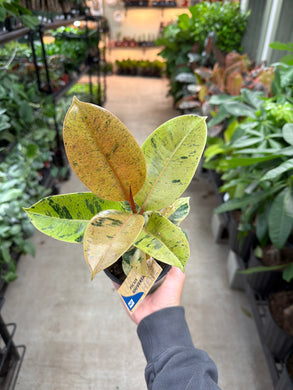 Ficus shivereana 4