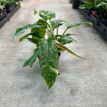 Load image into Gallery viewer, Philodendron Ring of Fire 6&quot;