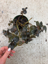 Load image into Gallery viewer, Pilea depressa 'Chocolate' 4"