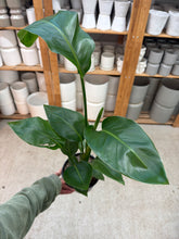 Load image into Gallery viewer, Strelitzia &#39;nicolai&#39; White Bird 6&quot; - White Bird of Paradise