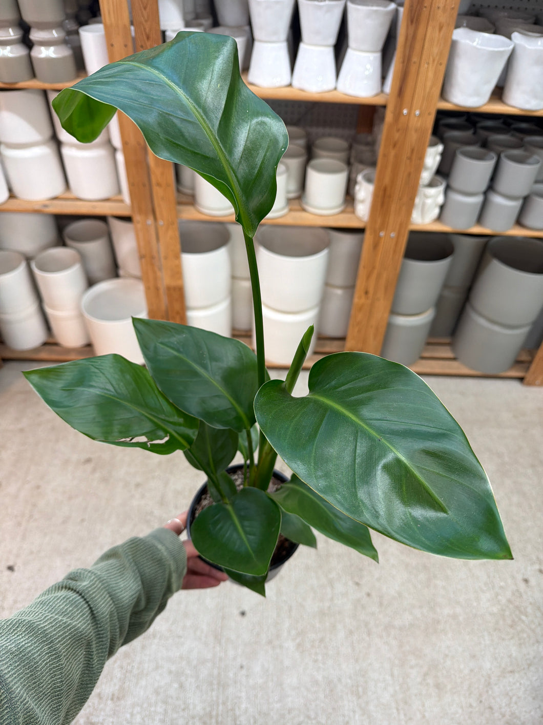 Strelitzia 'nicolai' White Bird 6