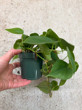 Load image into Gallery viewer, Philodendron Cordatum Green 4"