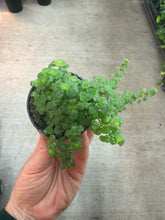 Load image into Gallery viewer, Pilea depressa 'Tiny Tears' 2" - Baby Tears