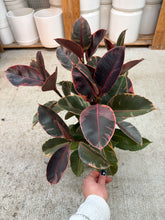 Load image into Gallery viewer, Ficus 'Ruby' 6" - Ruby Rubber Plant